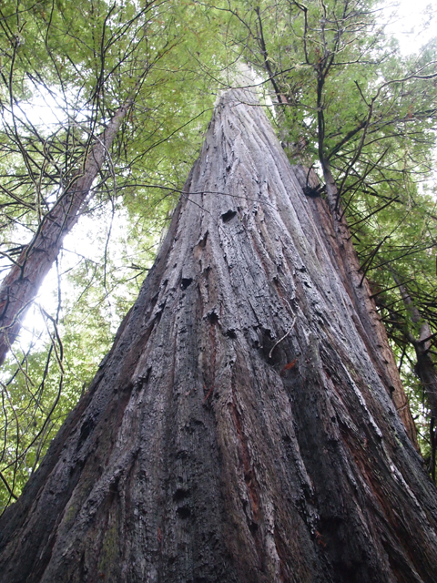Sequoia sempervirens (Coast redwood) #28818