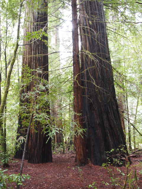 Sequoia sempervirens (Coast redwood) #28819