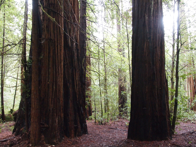 Sequoia sempervirens (Coast redwood) #28820