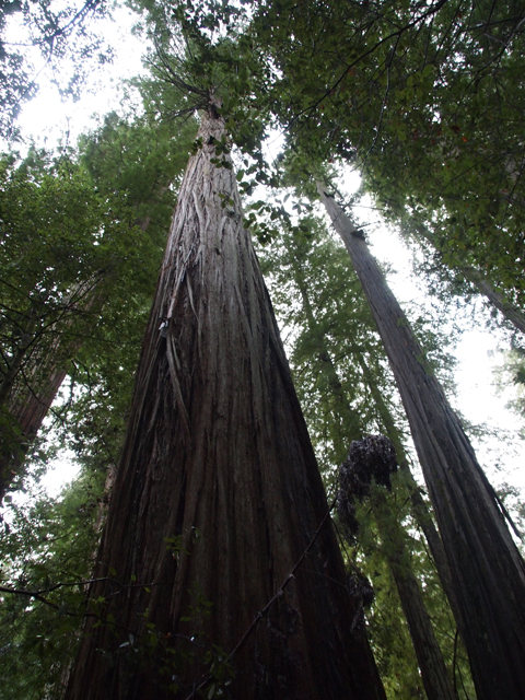 Sequoia sempervirens (Coast redwood) #28822