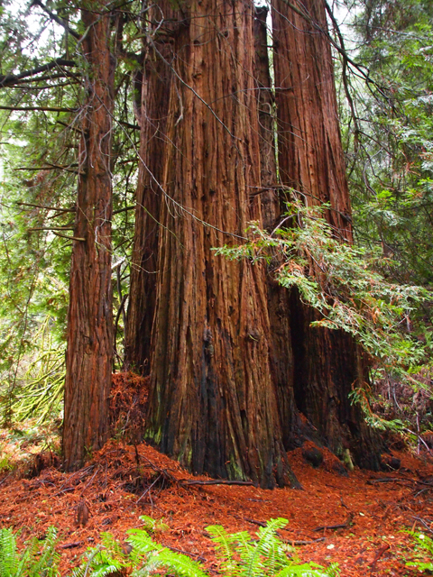 Sequoia sempervirens (Coast redwood) #28824