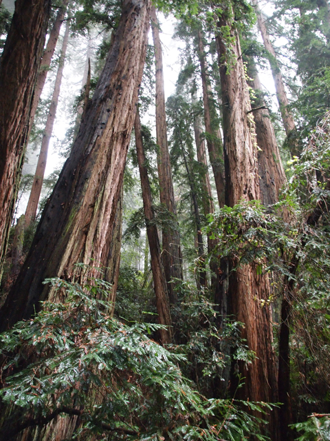 Sequoia sempervirens (Coast redwood) #28825