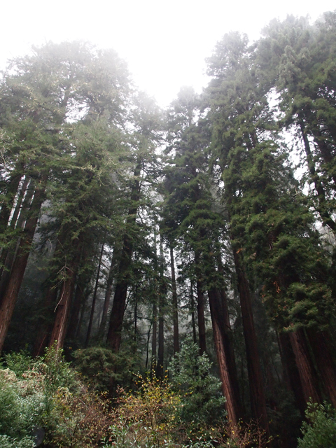Sequoia sempervirens (Coast redwood) #28827