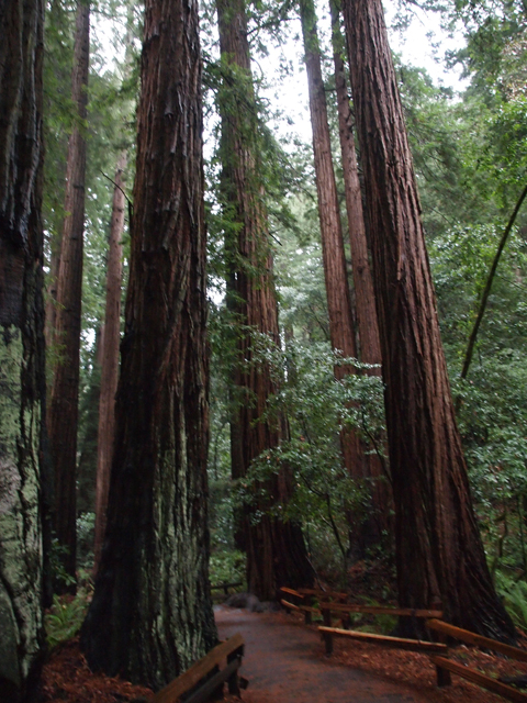 Sequoia sempervirens (Coast redwood) #28828