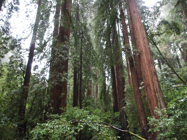 Sequoia sempervirens (Coast redwood) #28830