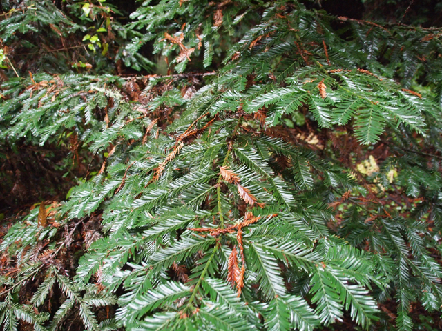 Sequoia sempervirens (Coast redwood) #28831