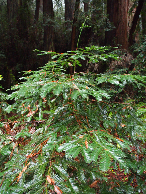 Sequoia sempervirens (Coast redwood) #28832