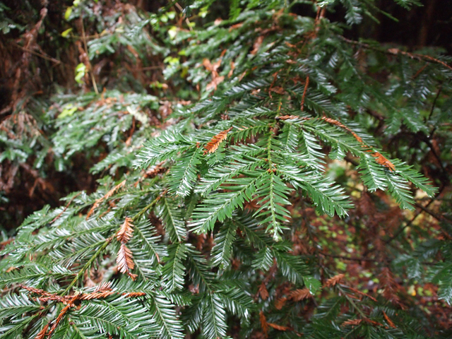 Sequoia sempervirens (Coast redwood) #28833