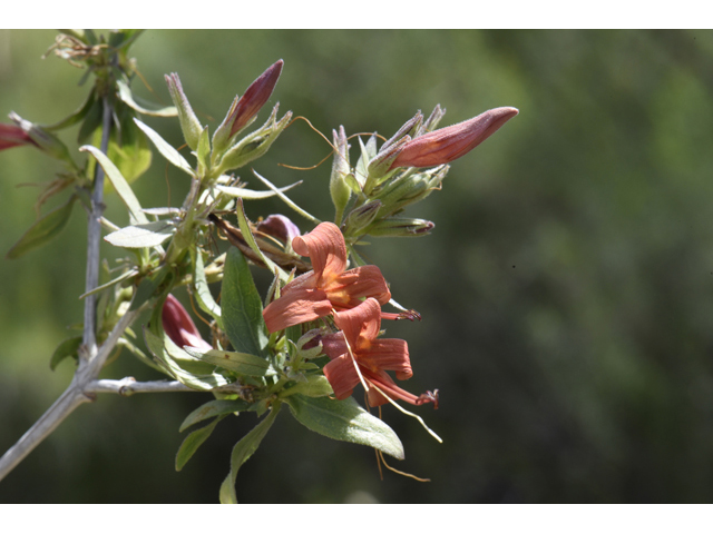 Anisacanthus thurberi (Thurber's desert honeysuckle) #46499