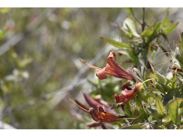Anisacanthus thurberi (Thurber's desert honeysuckle) #46501