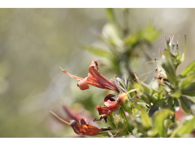 Anisacanthus thurberi (Thurber's desert honeysuckle) #46504