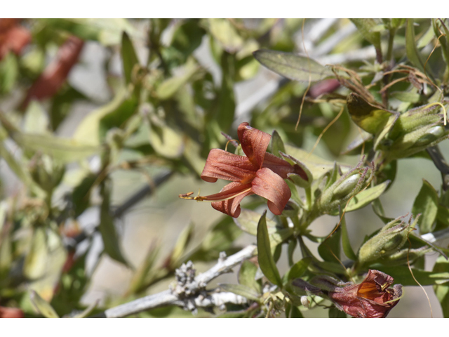 Anisacanthus thurberi (Thurber's desert honeysuckle) #46505