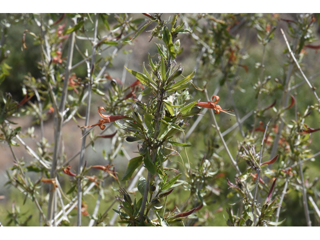 Anisacanthus thurberi (Thurber's desert honeysuckle) #46508