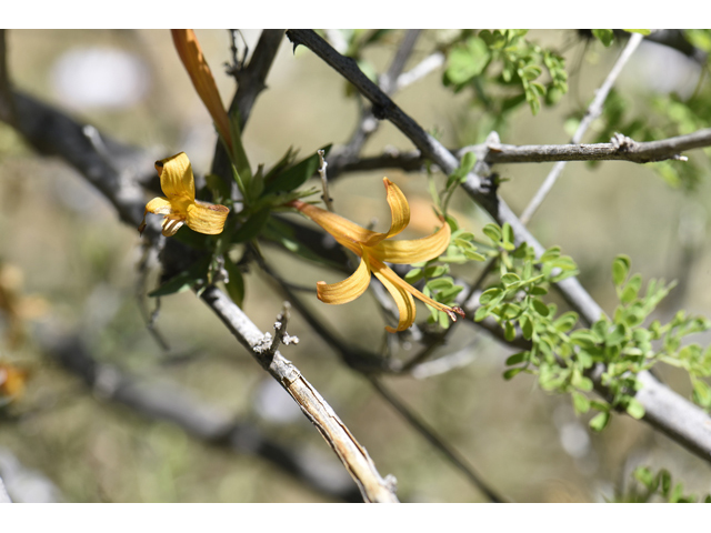 Anisacanthus thurberi (Thurber's desert honeysuckle) #46509
