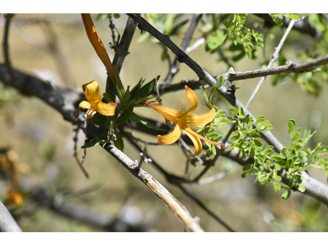 Anisacanthus thurberi (Thurber's desert honeysuckle) #46511