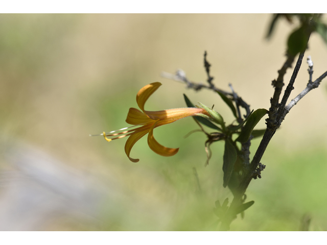 Anisacanthus thurberi (Thurber's desert honeysuckle) #46512