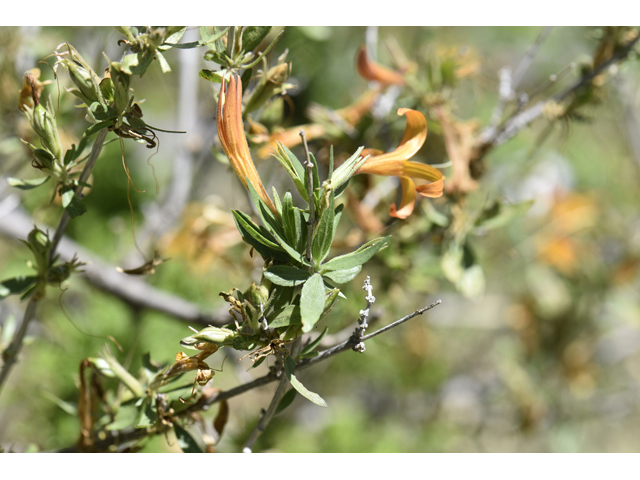 Anisacanthus thurberi (Thurber's desert honeysuckle) #46513