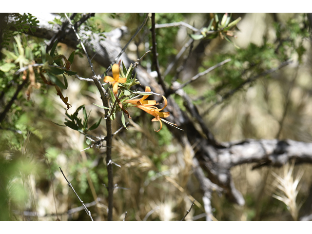 Anisacanthus thurberi (Thurber's desert honeysuckle) #46516