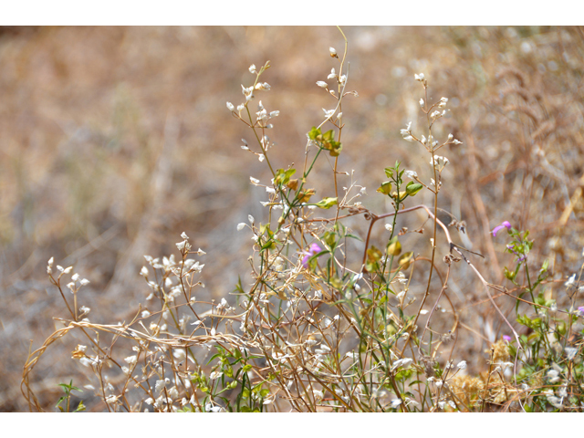 Dicliptera resupinata (Arizona foldwing) #46519