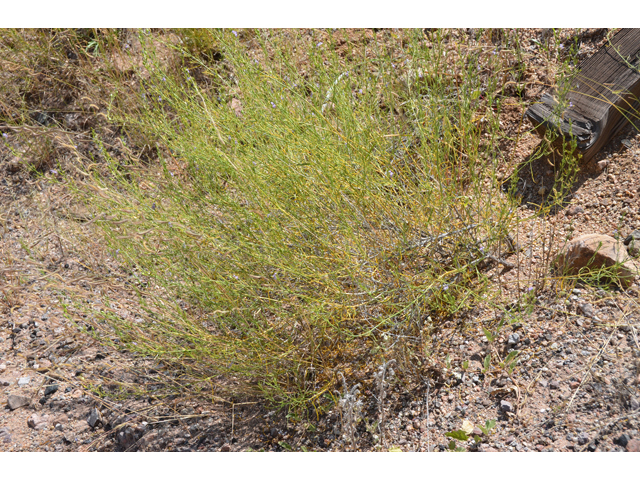 Carlowrightia linearifolia (Heath wrightwort) #46535