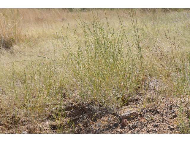 Carlowrightia linearifolia (Heath wrightwort) #46536