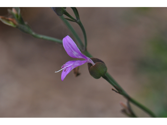 Dicliptera resupinata (Arizona foldwing) #46537