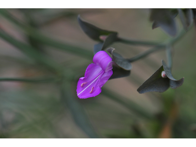 Dicliptera resupinata (Arizona foldwing) #46539