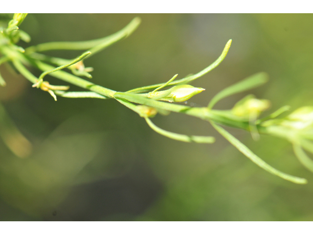 Carlowrightia linearifolia (Heath wrightwort) #46571