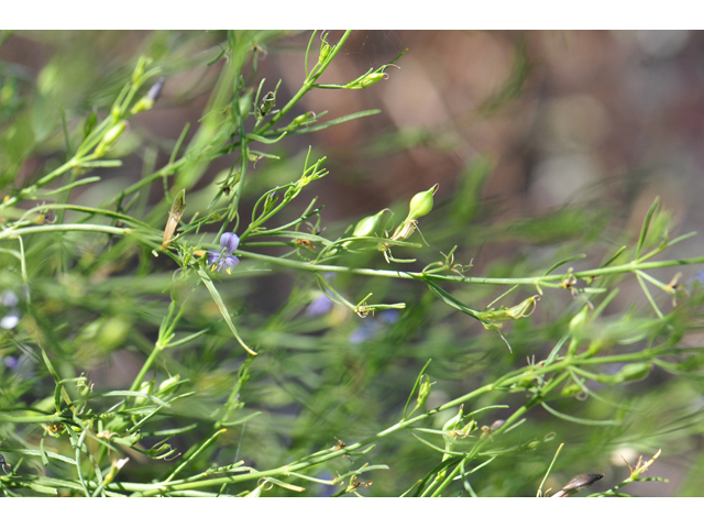 Carlowrightia linearifolia (Heath wrightwort) #46574