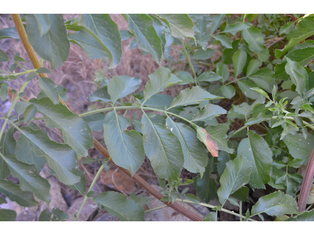 Sambucus nigra ssp. cerulea (Blue elderberry) #46590