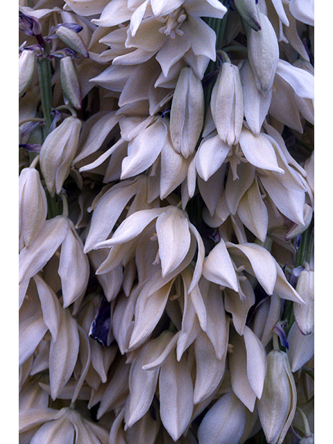 Yucca faxoniana (Faxon yucca) #68118