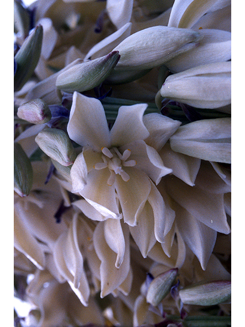 Yucca faxoniana (Faxon yucca) #68119