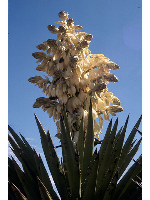 Yucca faxoniana (Faxon yucca) #68120