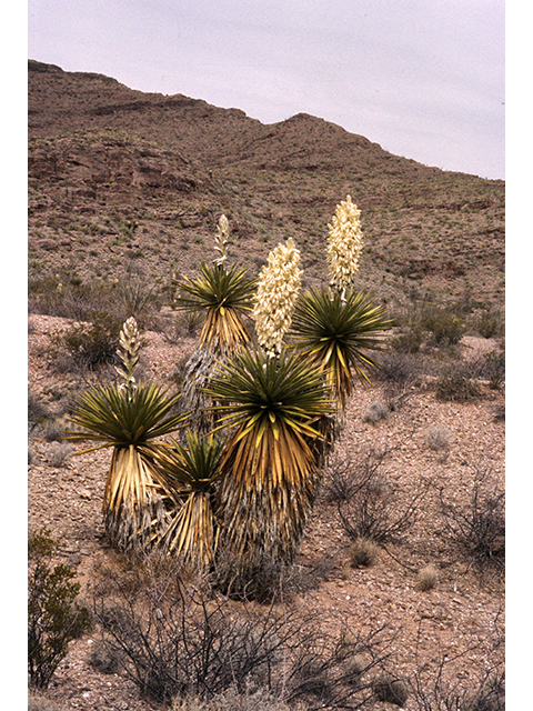 Yucca faxoniana (Faxon yucca) #68121