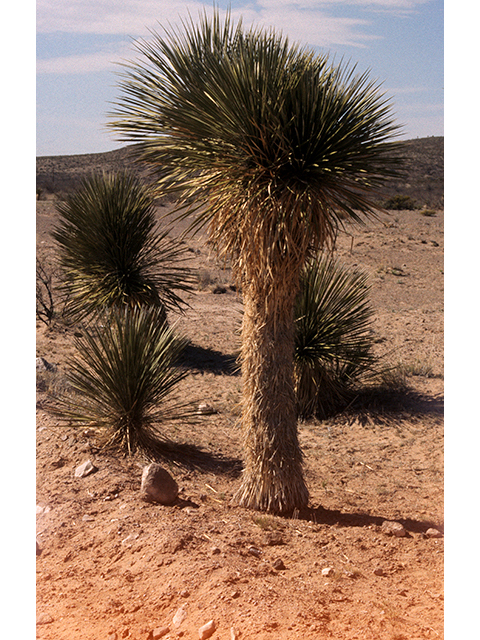 Yucca elata (Soaptree yucca) #68122
