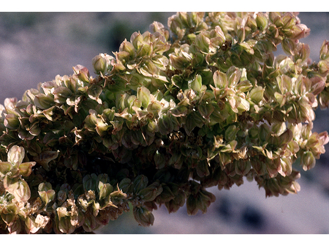 Dasylirion leiophyllum (Green sotol) #68123
