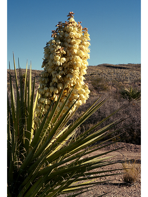 Yucca torreyi (Torrey yucca) #68127