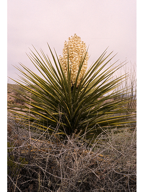 Yucca torreyi (Torrey yucca) #68128