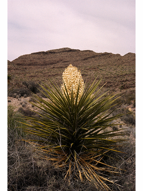 Yucca torreyi (Torrey yucca) #68129