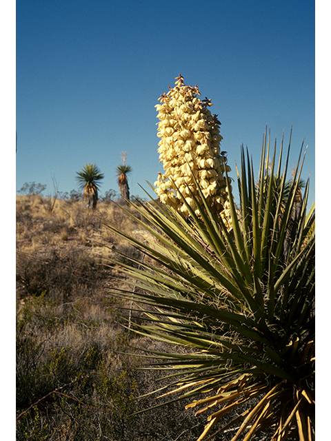 Yucca torreyi (Torrey yucca) #68131