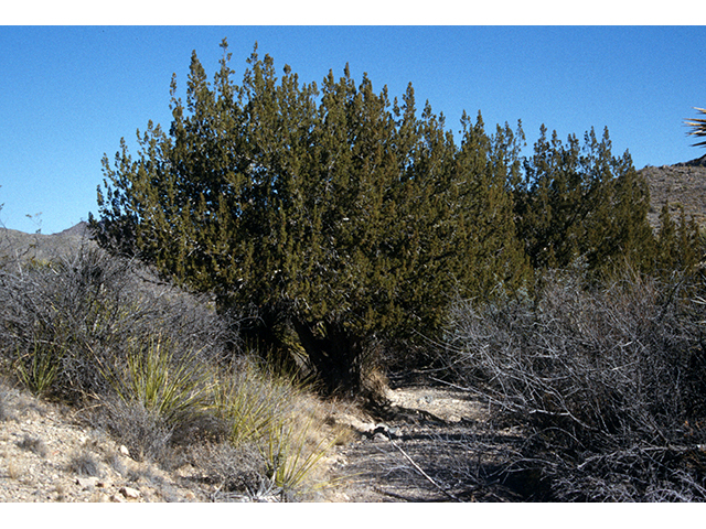 Juniperus pinchotii (Pinchot's juniper) #68133