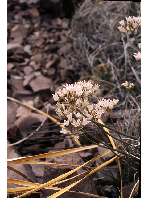 Allium macropetalum (Largeflower onion) #68137