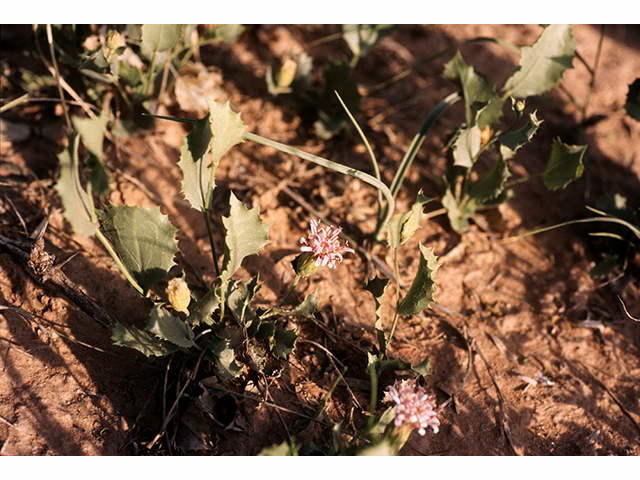 Acourtia nana (Dwarf desertpeony) #68141