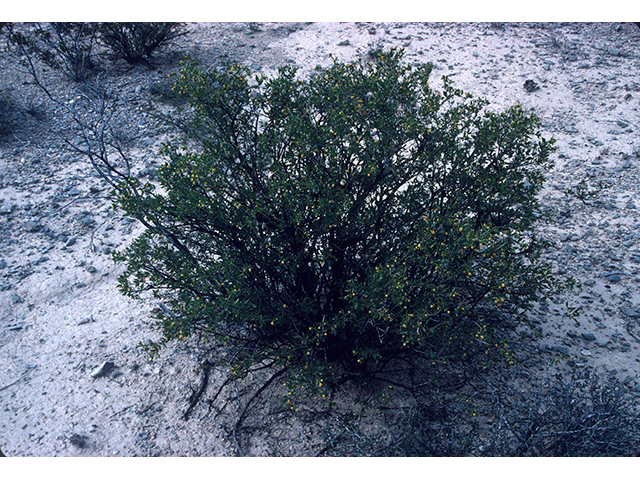 Flourensia cernua (American tarwort) #68150