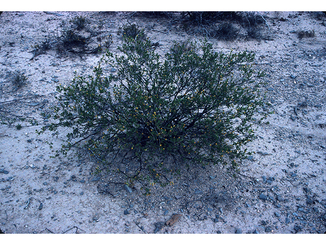 Flourensia cernua (American tarwort) #68151