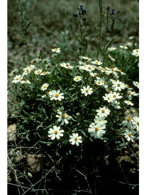 Melampodium leucanthum (Blackfoot daisy) #68157