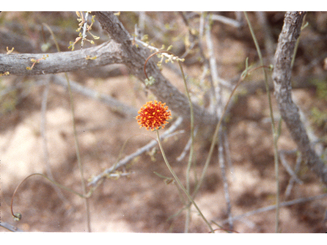 Thelesperma megapotamicum (Hopi tea greenthread) #68169