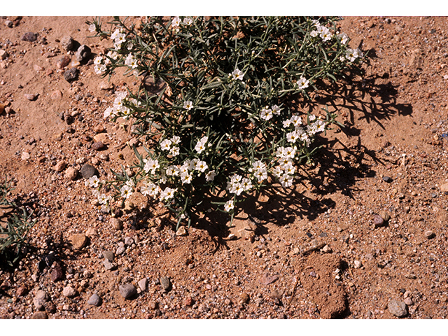 Heliotropium greggii (Fragrant heliotrope) #68172