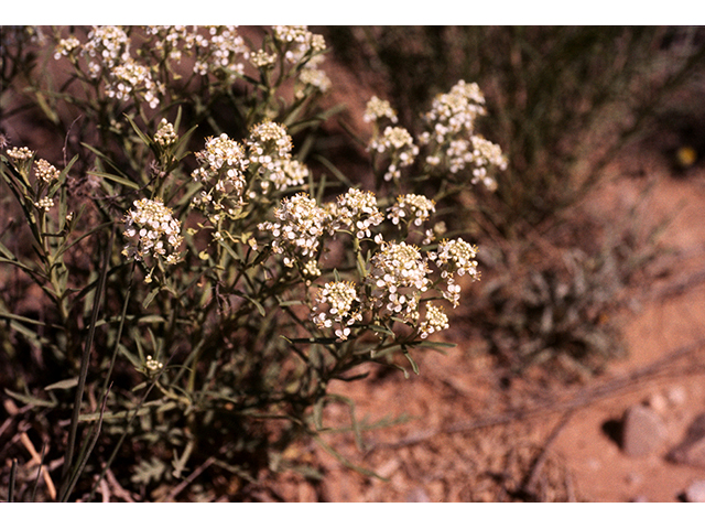 Lepidium alyssoides (Mesa pepperwort) #68183