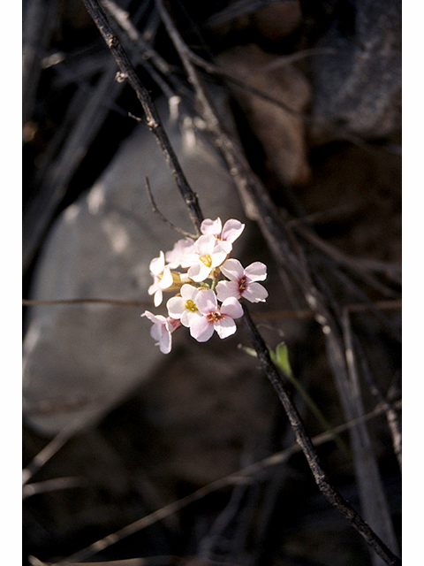 Lesquerella purpurea (Rose bladderpod) #68185